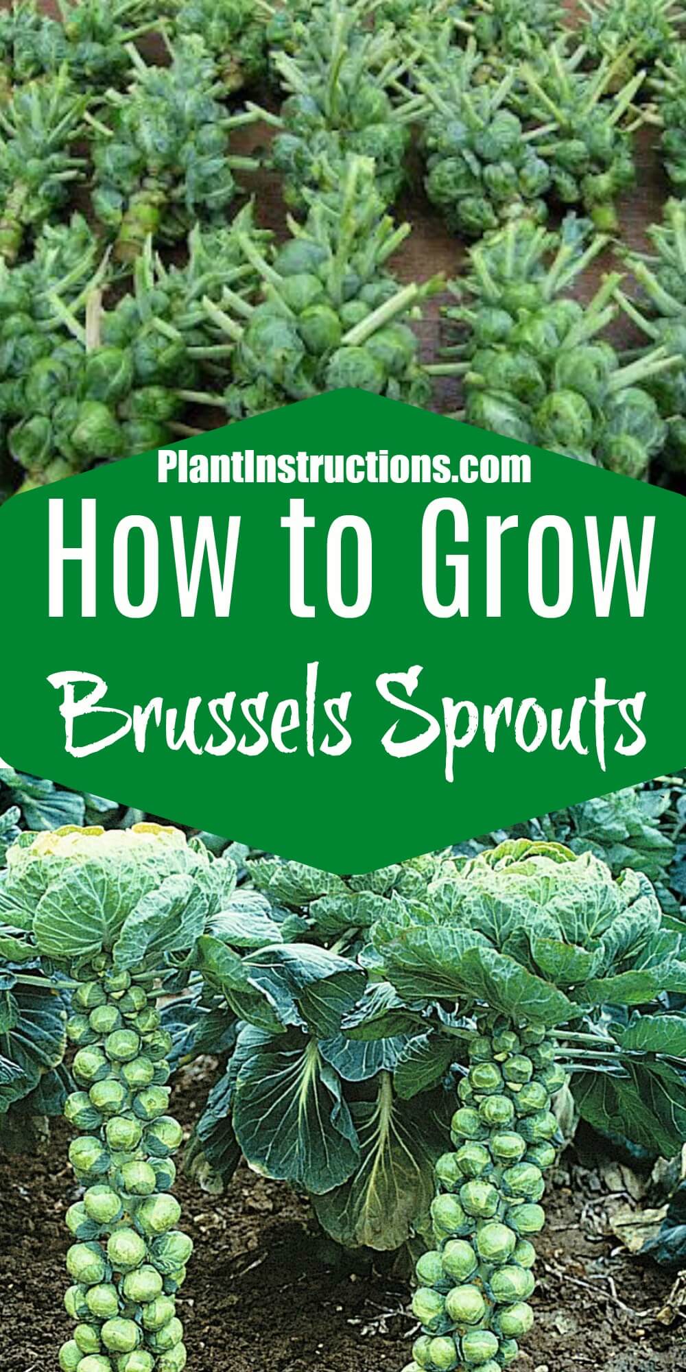 How to Grow Brussels Sprouts - Plant Instructions