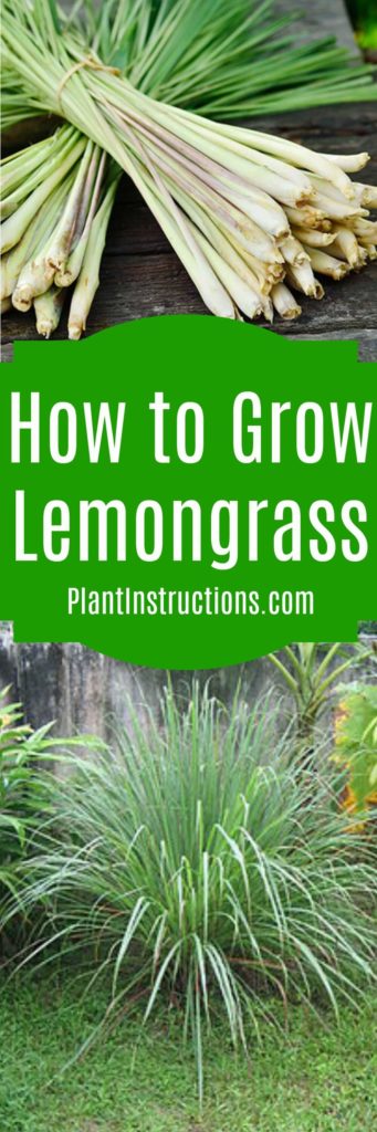 How To Grow Lemongrass Plant Instructions 