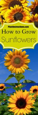 How to Grow Sunflowers in Your Garden - Plant Instructions