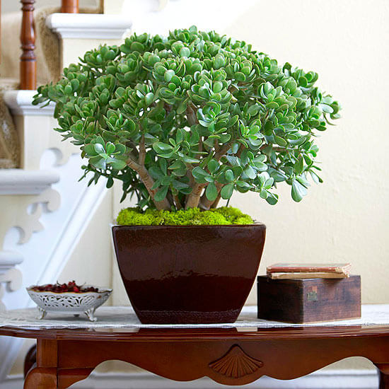 jade plant