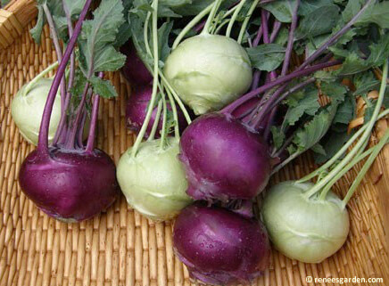 kohlrabi harvest