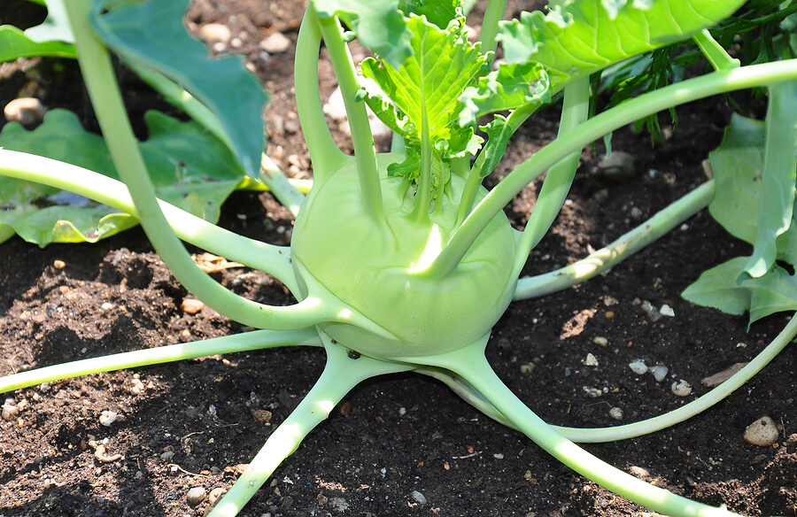 kohlrabi