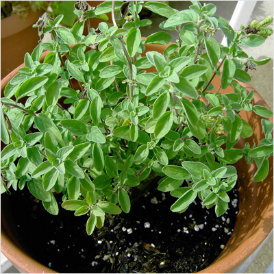 oregano plant