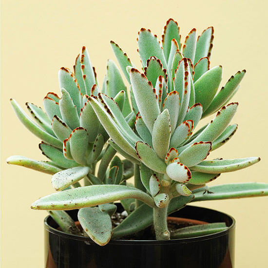 10 Best Succulent Plants for Your Home - Plant Instructions