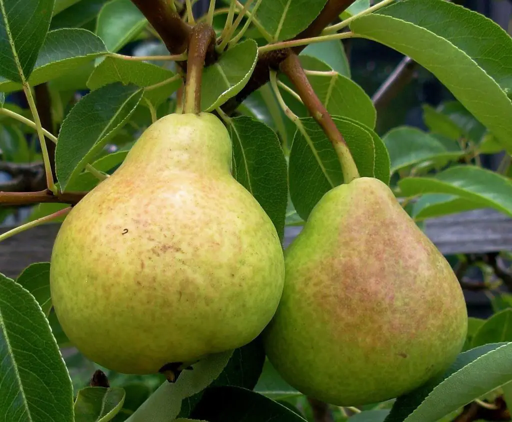 pear fruit