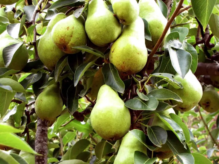 How to Grow a Pear Tree From Seeds - Plant Instructions