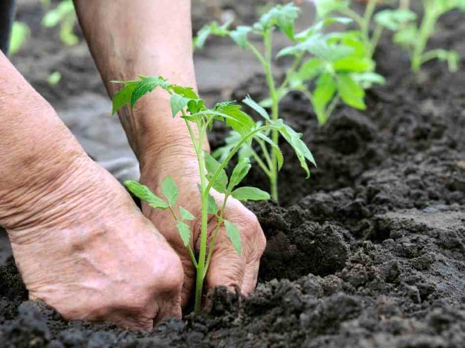 planting tomatoes