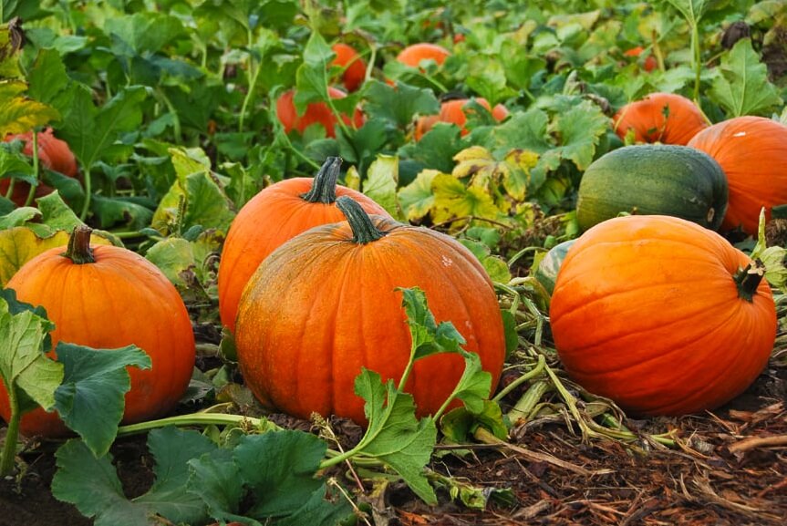 How to Grow Pumpkins