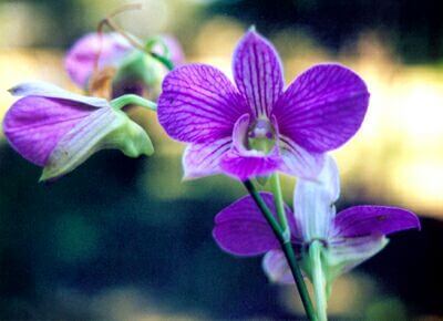 purple orchid