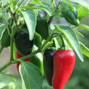 red and green jalapeno plant