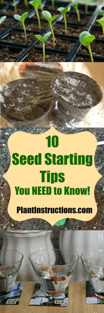 seed starting tips