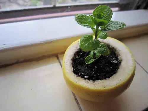 seedlings in citrus peel