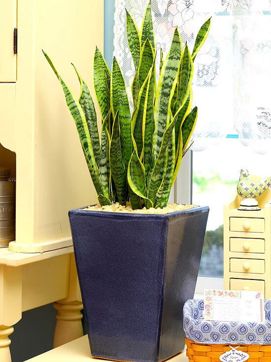 snake plant