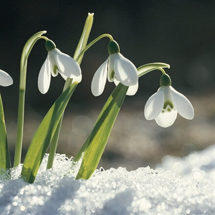 snowdrops in the snow