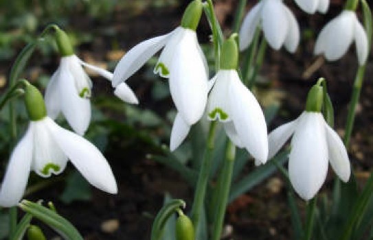 snowdrops winter flowers