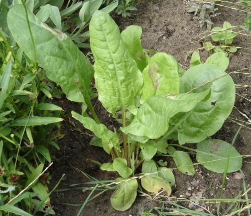 sorrel plant