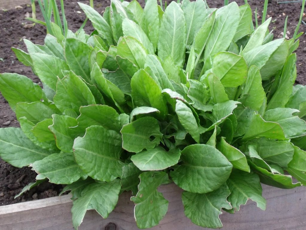 sorrel plant