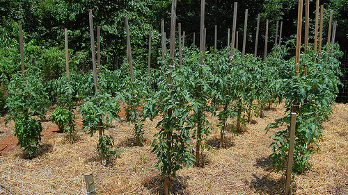 spacing tomatoes