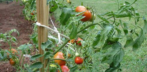 staked tomato plants