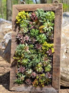 succulent frame