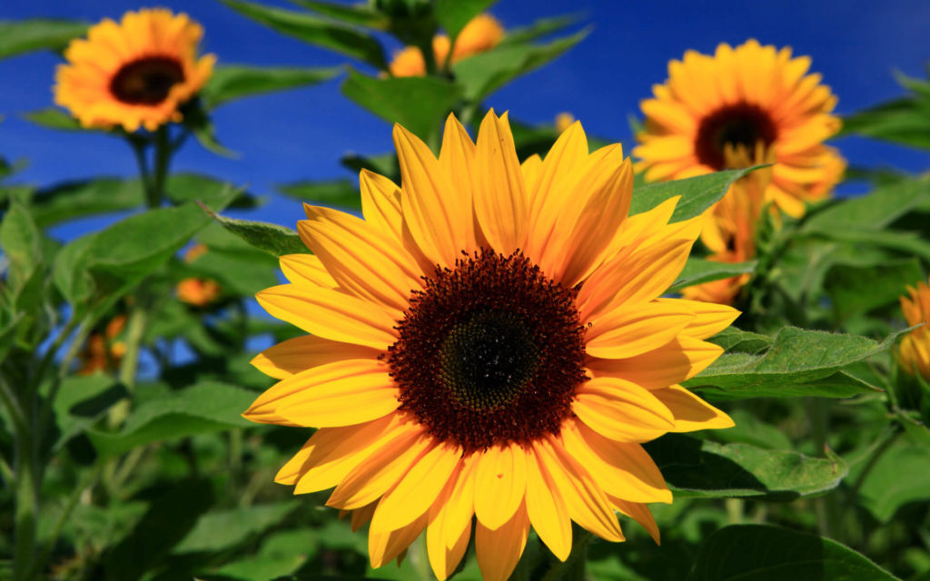 sunflower in field