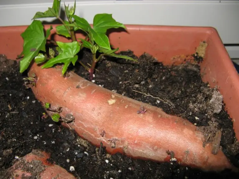 how-to-grow-sweet-potatoes-from-slips-plant-instructions