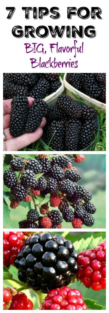tips for growing blackberries