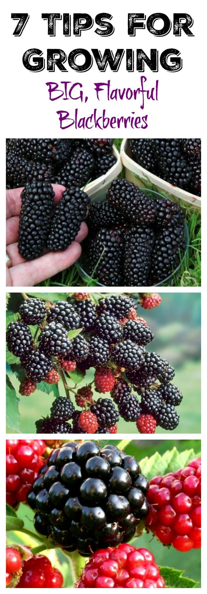 7 Tips For Growing Blackberries In Pots Or In Your Yard - Plant ...