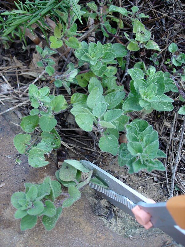 trimming oregano plant