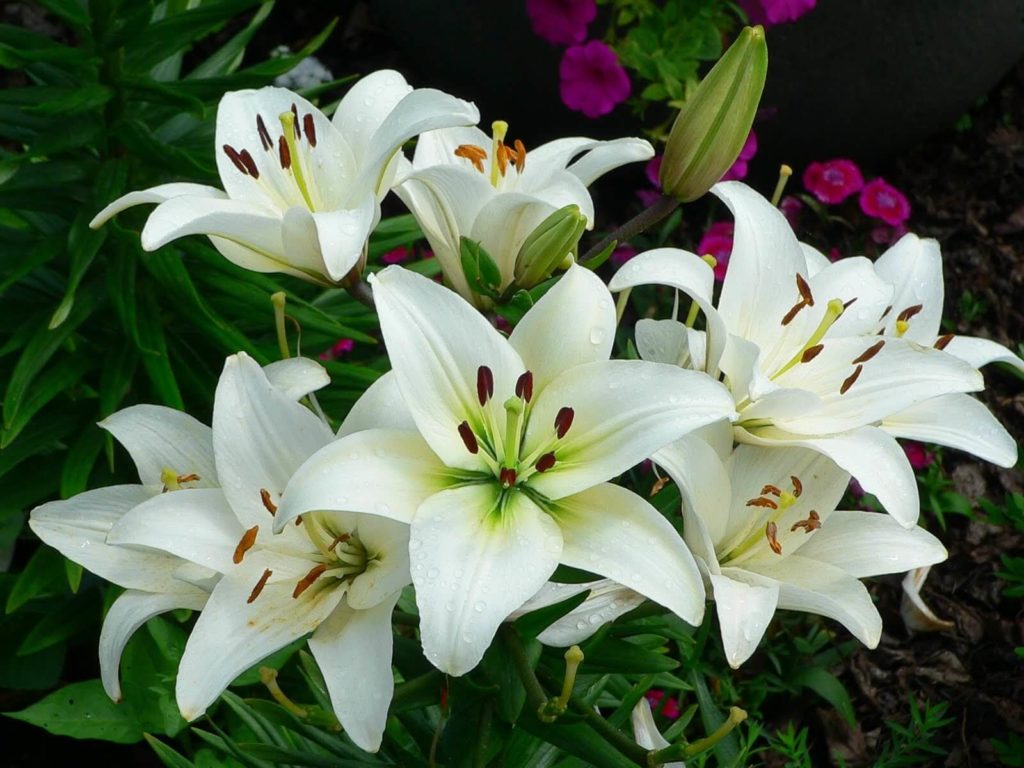 white lilies