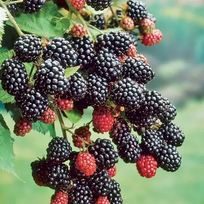 wild blackberry bush