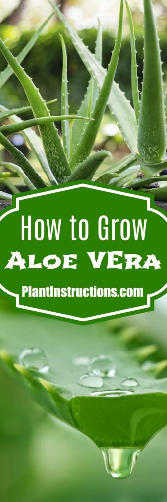 How to Grow Aloe Vera