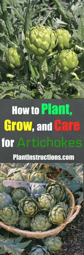 How to Grow Artichokes