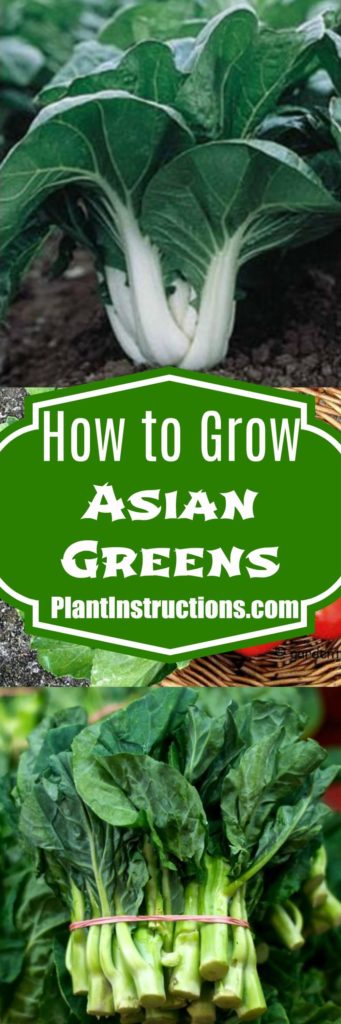 How to Grow Asian Greens - Plant Instructions