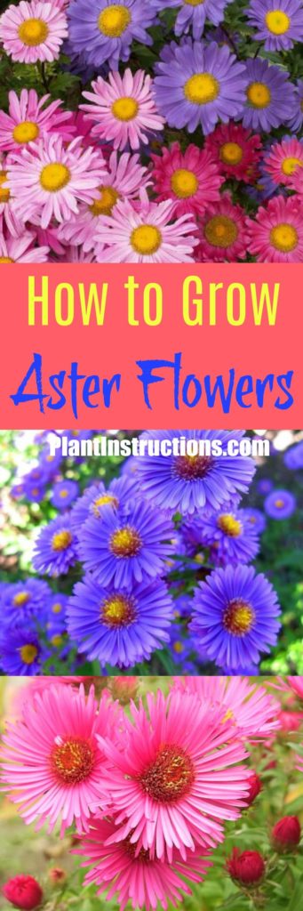 How to Grow Aster Flowers - Plant Instructions