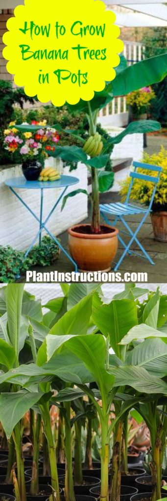 How to Grow Banana Trees in Pots