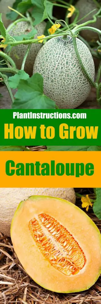 How to Grow Cantaloupe Plant