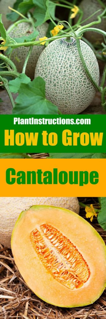 How to Grow Cantaloupe - Plant Instructions