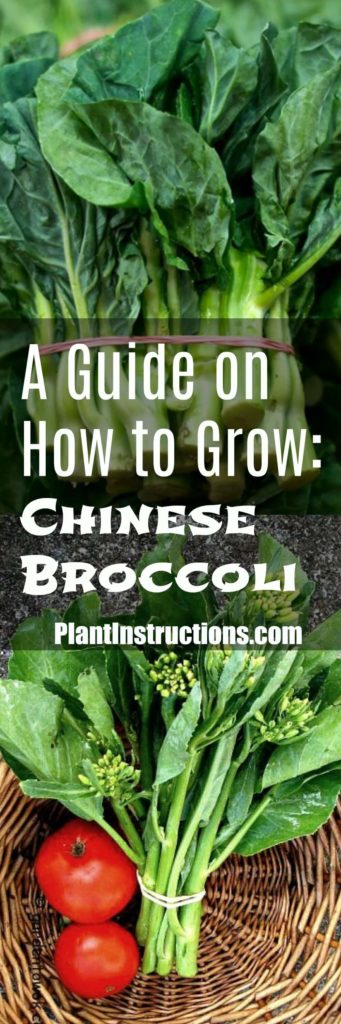 How to Grow Chinese Broccoli