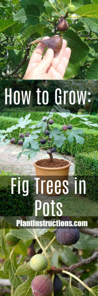 How to Grow Figs