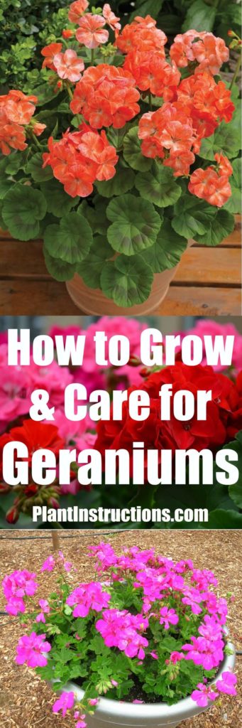 How to Grow Geraniums