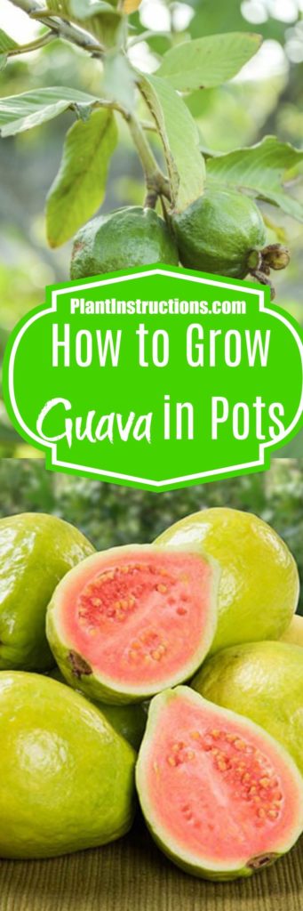 How to Grow Guava