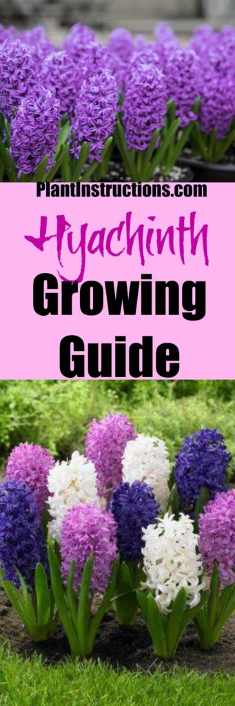 How to Grow Hyachints