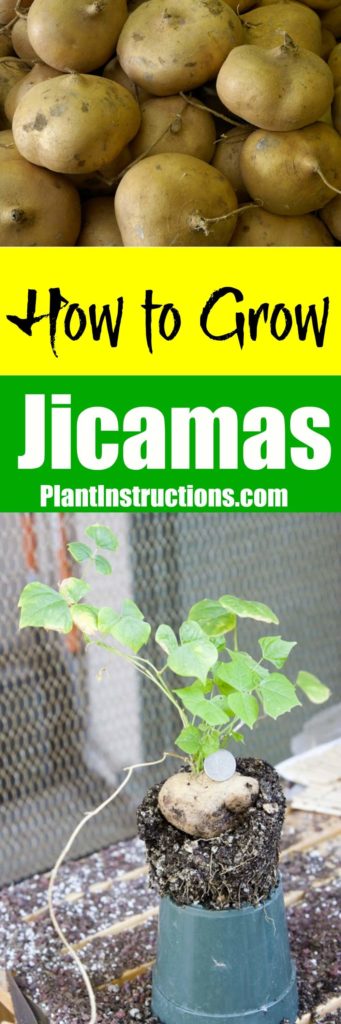 How to Grow Jicamas