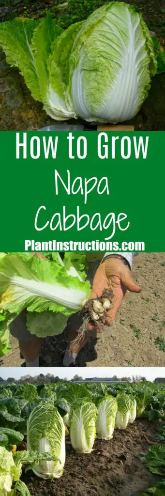 How to Grow Napa Cabbage