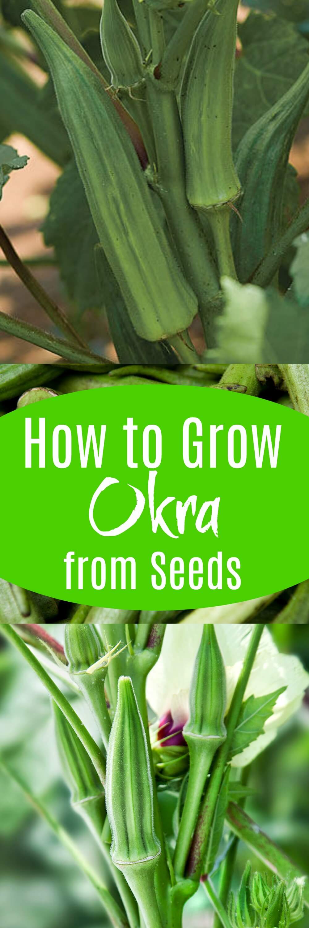 How to Grow Okra From Seeds Plant Instructions