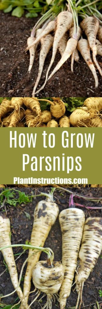 How to Grow Parsnips