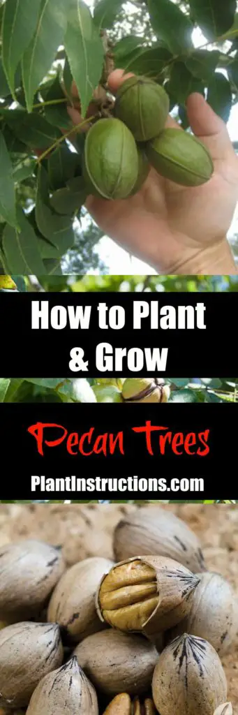 How to Grow Pecan Trees