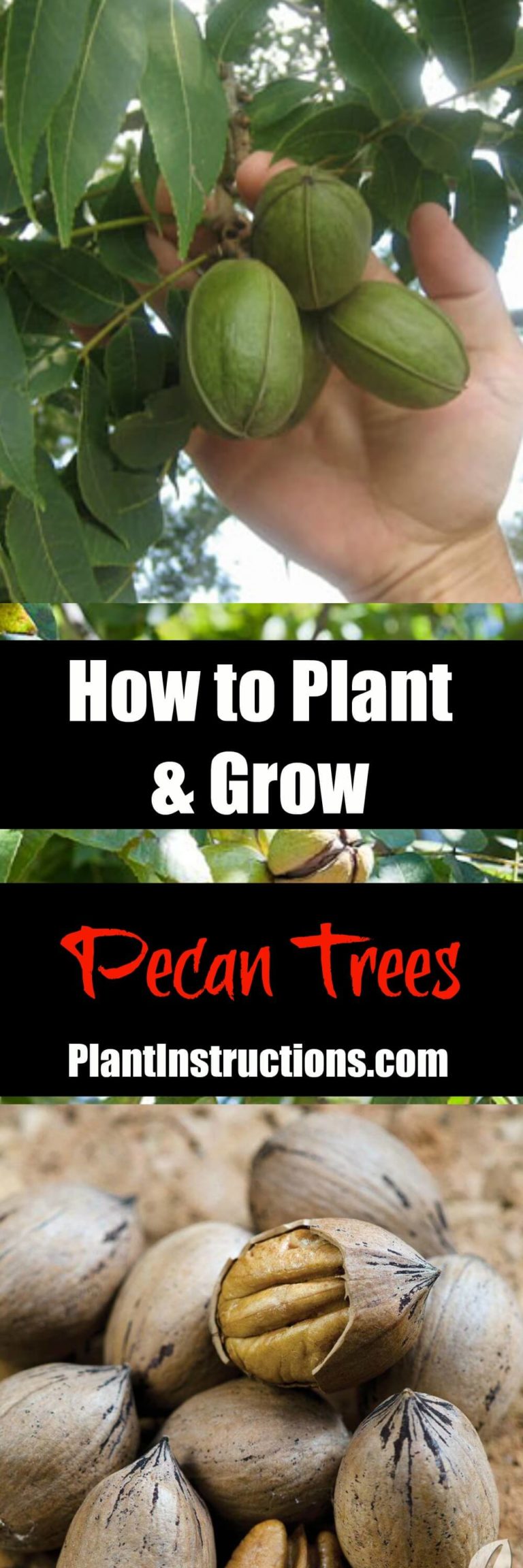 How to Grow Pecan Trees Plant Instructions