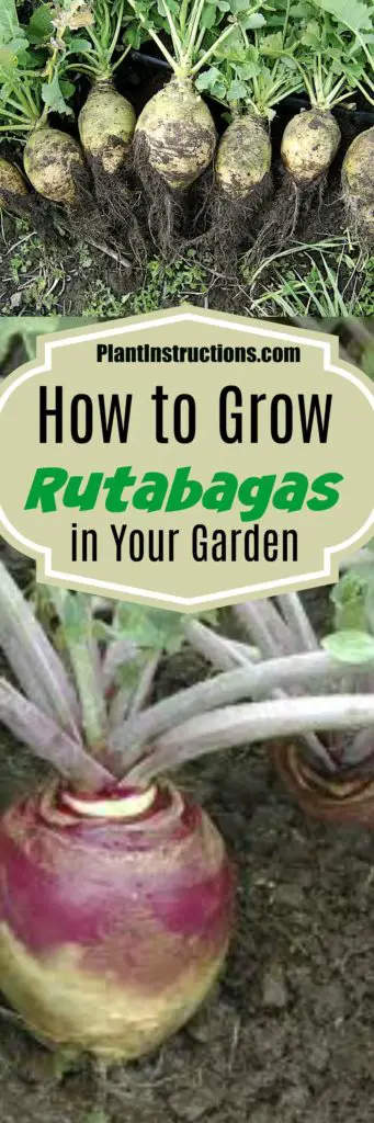 How to Grow Rutabagas